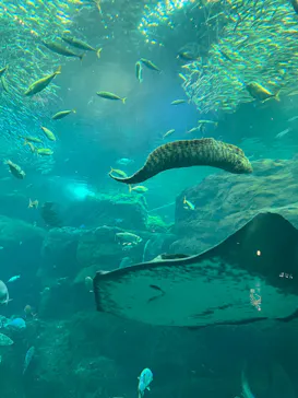 新江ノ島水族館に投稿された画像（2026/8/31）