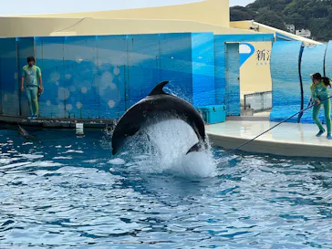 新江ノ島水族館に投稿された画像（2026/8/31）