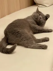猫カフェモカ　イオンモール幕張新都心店に投稿された画像（2026/8/31）