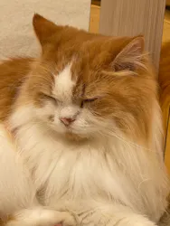 猫カフェモカ　イオンモール幕張新都心店に投稿された画像（2026/8/31）