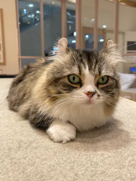 猫カフェモカ　イオンモール幕張新都心店に投稿された画像（2026/8/31）