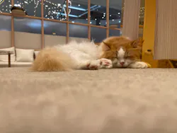 猫カフェモカ　イオンモール幕張新都心店に投稿された画像（2026/8/31）