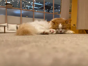 猫カフェモカ　イオンモール幕張新都心店に投稿された画像（2026/8/31）