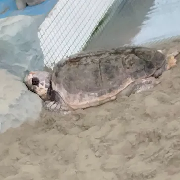 名古屋港水族館に投稿された画像（2026/9/1）
