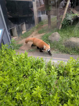 恩賜上野動物園に投稿された画像（2026/9/1）