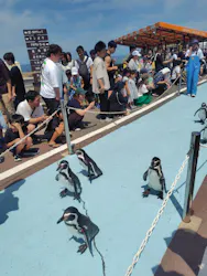 越前松島水族館に投稿された画像（2026/9/1）