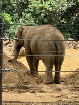 恩賜上野動物園に投稿された画像（2026/9/1）