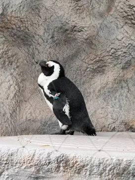 恩賜上野動物園に投稿された画像（2026/9/1）