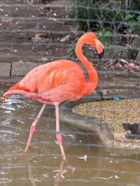 恩賜上野動物園に投稿された画像（2026/9/1）