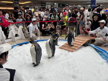 アドベンチャーワールドに投稿された画像（2026/9/1）