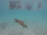 タビワク　宮古島に投稿された画像（2026/9/1）