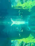 天王寺動物園に投稿された画像（2026/9/1）