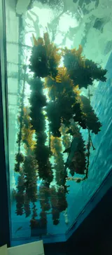 仙台うみの杜水族館に投稿された画像（2026/9/1）