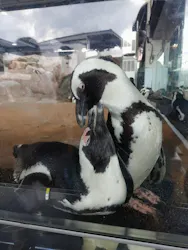 京都水族館に投稿された画像（2026/9/1）