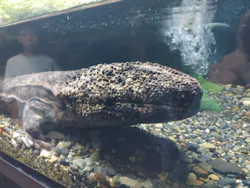 京都水族館に投稿された画像（2026/9/1）