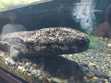 京都水族館に投稿された画像（2026/9/1）
