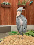 掛川花鳥園に投稿された画像（2026/9/2）