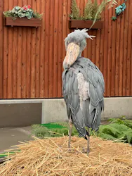 掛川花鳥園に投稿された画像（2026/9/2）