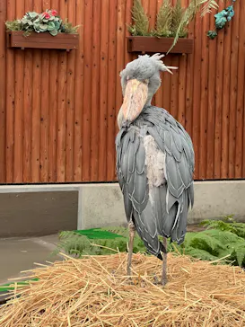 掛川花鳥園に投稿された画像（2026/9/2）