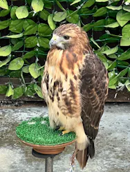 掛川花鳥園に投稿された画像（2026/9/2）