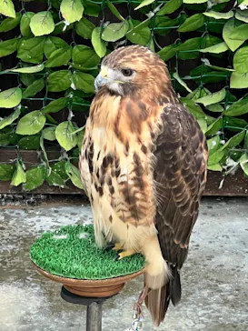 掛川花鳥園に投稿された画像（2026/9/2）