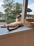 猫カフェモカ　イオンレイクタウン店に投稿された画像（2026/9/2）