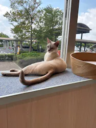猫カフェモカ　イオンレイクタウン店に投稿された画像（2026/9/2）