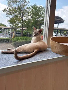 猫カフェモカ　イオンレイクタウン店に投稿された画像（2026/9/2）