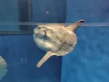 アクアワールド茨城県大洗水族館に投稿された画像（2026/9/2）