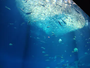 アクアワールド茨城県大洗水族館に投稿された画像（2026/9/2）