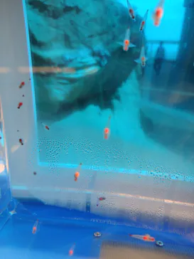 アクアワールド茨城県大洗水族館に投稿された画像（2026/9/2）