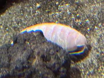 しながわ水族館に投稿された画像（2026/9/2）