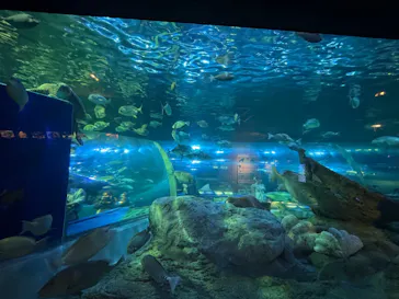 しながわ水族館に投稿された画像（2026/9/2）