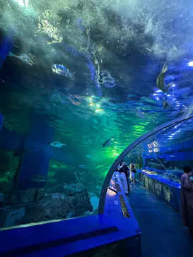 しながわ水族館に投稿された画像（2026/9/2）