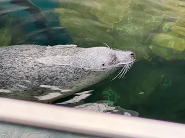 しながわ水族館に投稿された画像（2026/9/2）