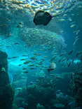 新江ノ島水族館に投稿された画像（2026/9/2）