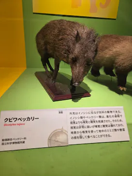 特別展「いきもの超ワールド展　国立科学博物館×ダーウィンが来た！」（国立科学博物館）に投稿された画像（2026/9/2）