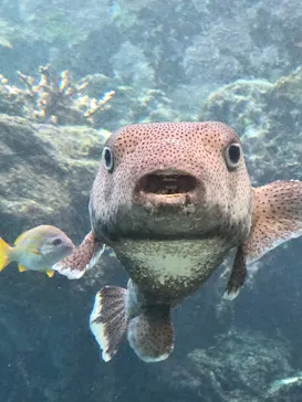 沖縄美ら海水族館に投稿された画像（2026/9/2）