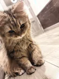猫カフェモカ　立川店に投稿された画像（2026/9/2）