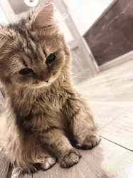 猫カフェモカ　立川店に投稿された画像（2026/9/2）