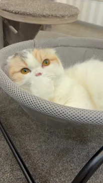 猫カフェモカ　立川店に投稿された画像（2026/9/2）