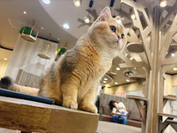 猫カフェモカ　立川店に投稿された画像（2026/9/2）