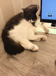 猫カフェモカ　立川店に投稿された画像（2026/9/2）