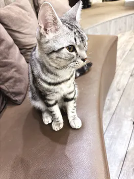 猫カフェモカ　立川店に投稿された画像（2026/9/2）