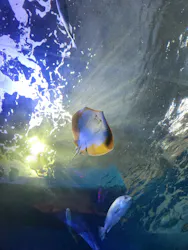 浜名湖体験学習施設ウォットに投稿された画像（2026/9/2）