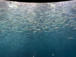 名古屋港水族館に投稿された画像（2026/9/2）