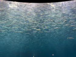名古屋港水族館に投稿された画像（2026/9/2）