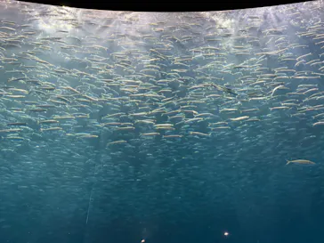 名古屋港水族館に投稿された画像（2026/9/2）