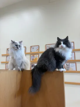Cat Café MOFF イオンモールナゴヤドーム前店に投稿された画像（2026/9/3）