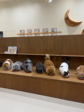 Cat Café MOFF イオンモールナゴヤドーム前店に投稿された画像（2026/9/3）